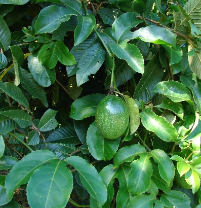 Passion Fruit Passiflora edulis